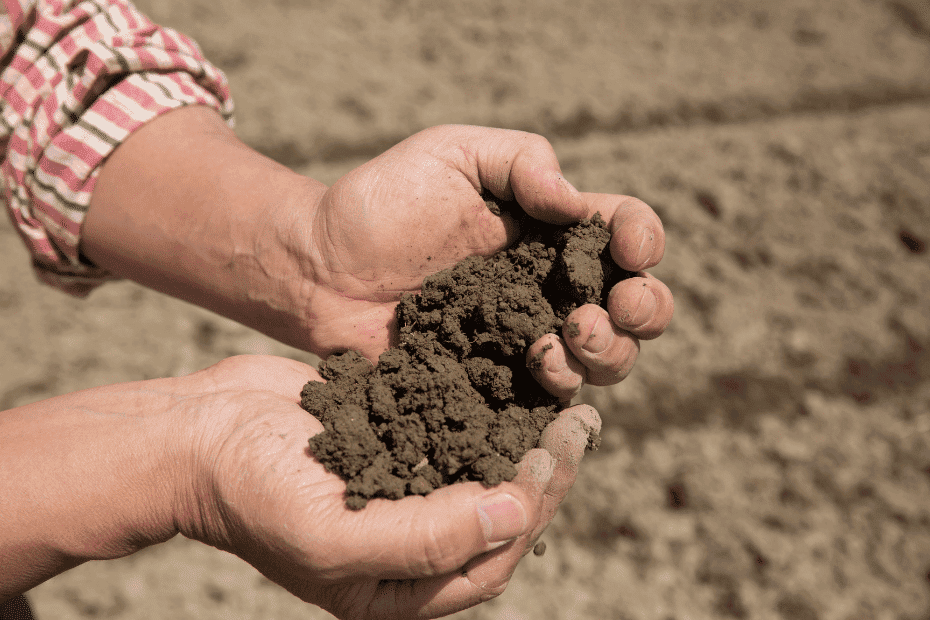 Alluvial soil in India