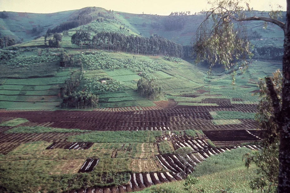 Alluvial Soil: Definition, Features & Characteristics of alluvial soil in India 2 Alluvial-Soil