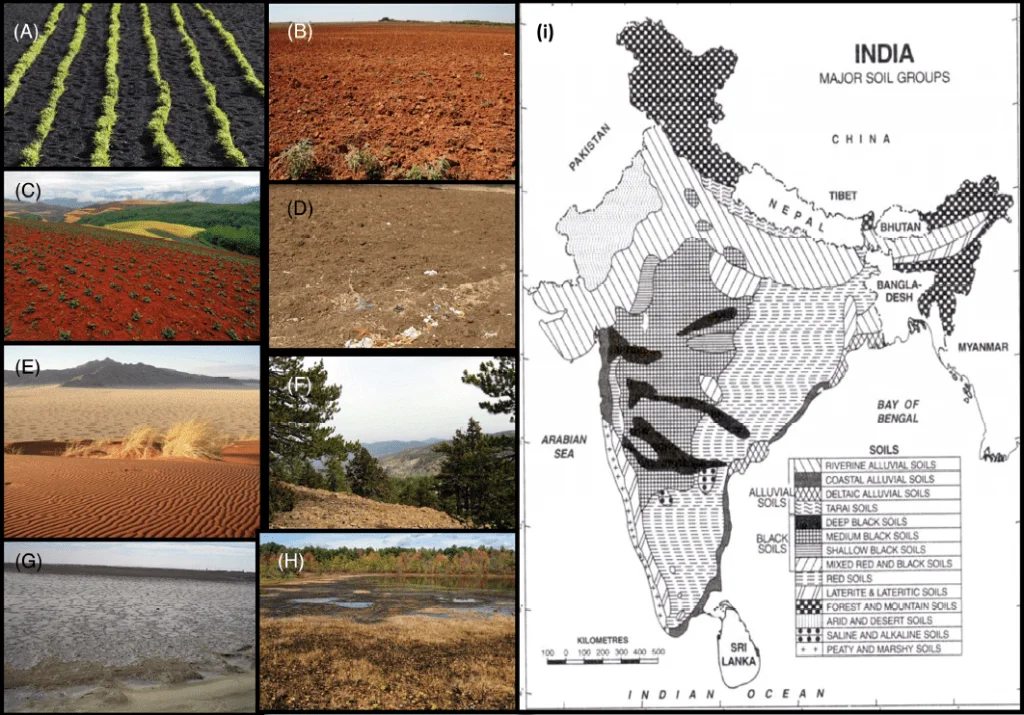 Alluvial Soil: Definition, Features & Characteristics of alluvial soil in India 7 Different soils found in India