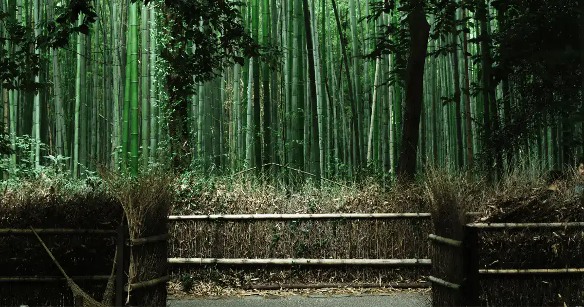 Beautiful bamboo fence