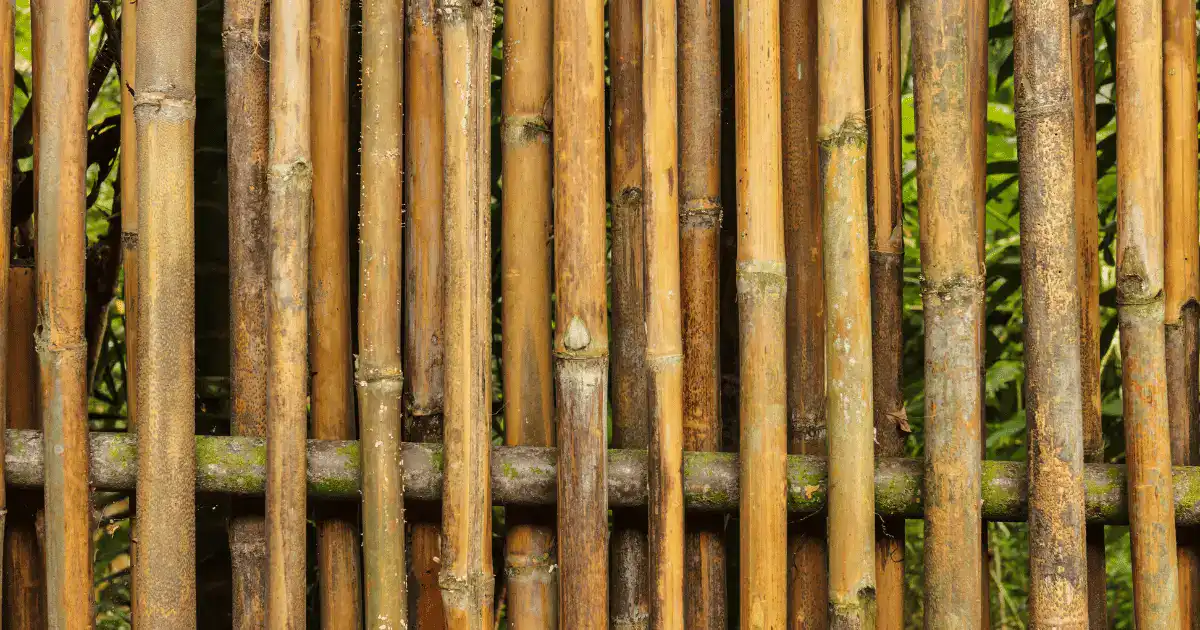 bamboo fence wall